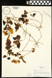 Cissus trifoliata image