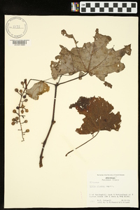 Vitis cinerea image