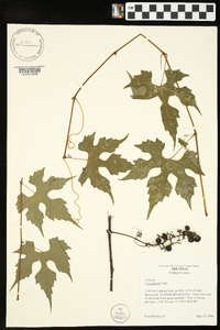 Vitis palmata image