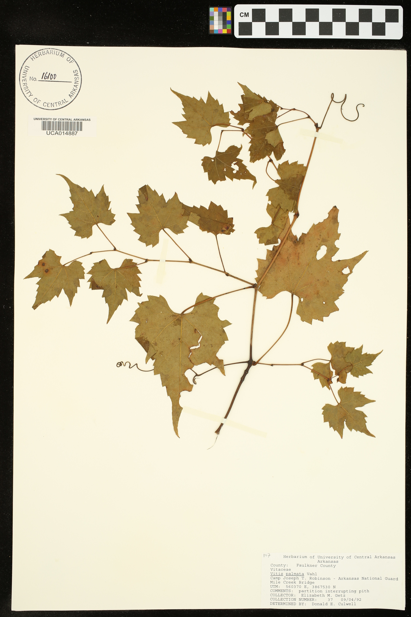 Vitis palmata image