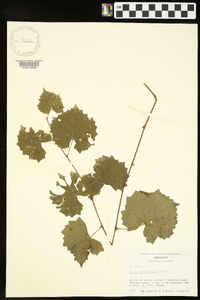 Vitis rotundifolia image