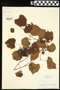 Vitis rotundifolia image