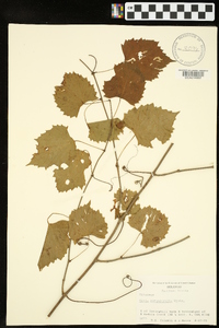 Vitis rotundifolia image