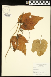 Vitis vulpina image