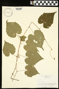 Vitis vulpina image