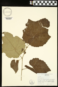 Vitis vulpina image