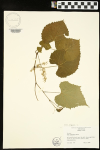 Vitis vulpina image