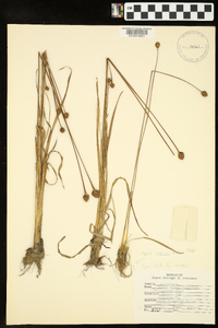 Xyris jupicai image