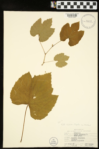 Vitis cinerea image