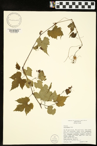 Vitis palmata image