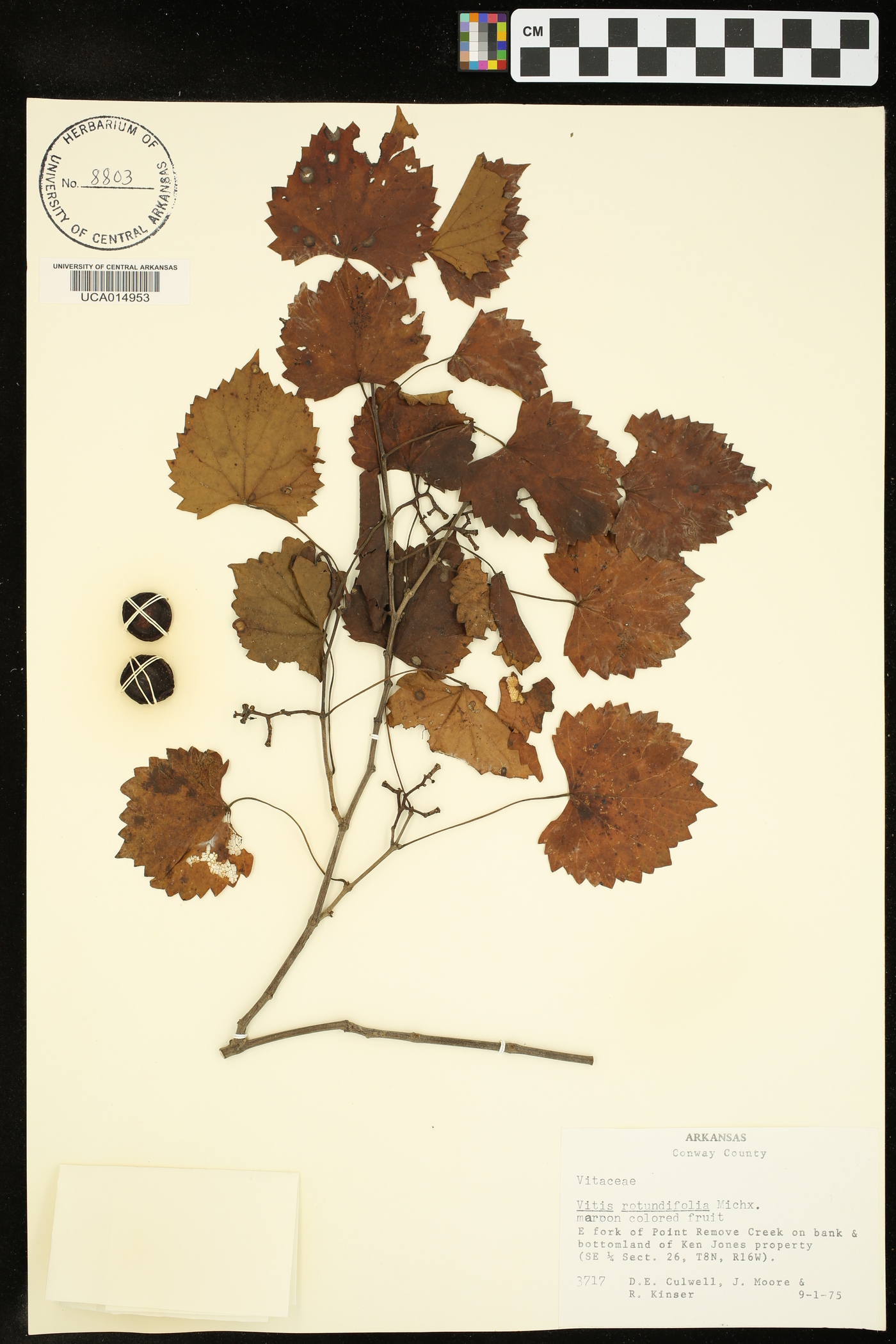 Vitis rotundifolia image