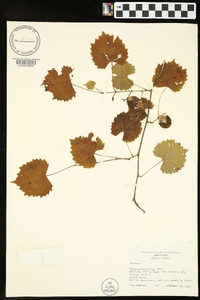 Muscadinia rotundifolia var. rotundifolia image