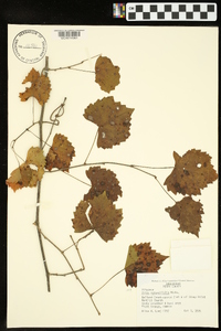 Vitis rotundifolia image