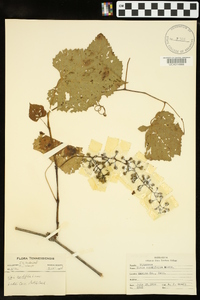 Vitis cordifolia image