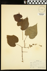 Vitis rotundifolia image