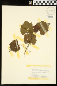 Vitis rotundifolia image