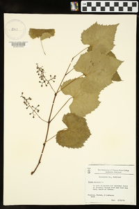 Vitis vulpina image