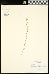 Triodanis perfoliata var. perfoliata image