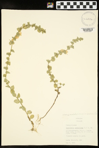 Triodanis perfoliata var. perfoliata image