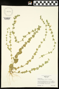 Triodanis perfoliata var. perfoliata image