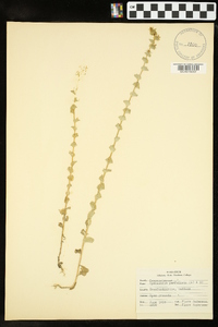 Triodanis perfoliata var. perfoliata image