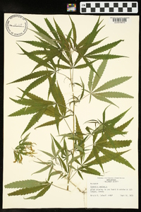 Cannabis sativa image