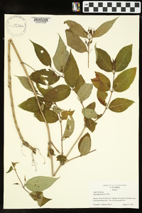 Diervilla lonicera image