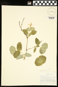 Lonicera flava image