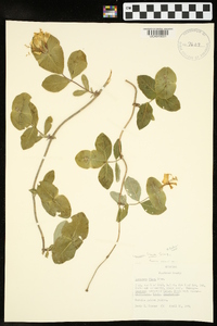 Lonicera flava image