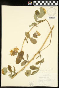 Lonicera flava image