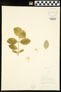 Lonicera flava image