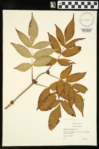 Sambucus racemosa subsp. racemosa image