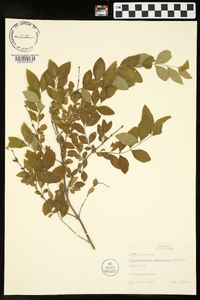 Symphoricarpos orbiculatus image