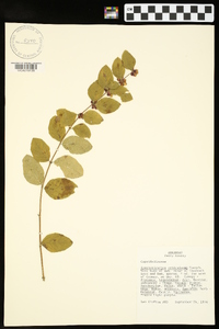 Symphoricarpos orbiculatus image