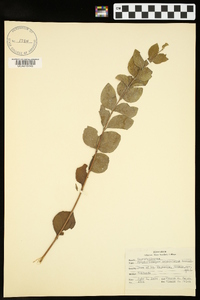 Symphoricarpos orbiculatus image