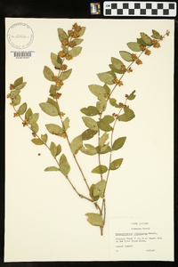 Symphoricarpos orbiculatus image