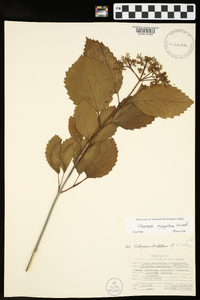 Viburnum dentatum var. lucidum image