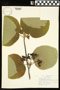 Viburnum lantanoides image