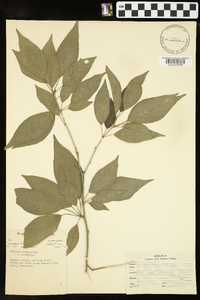 Viburnum lantanoides image