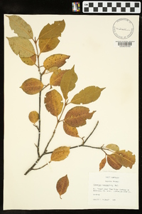 Viburnum cassinoides image