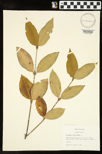 Viburnum cassinoides image