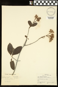 Viburnum cassinoides image