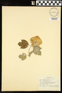 Viburnum opulus image