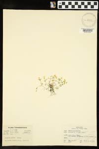 Arenaria patula image