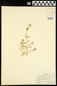 Cerastium fontanum subsp. vulgare image