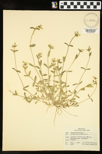 Cerastium fontanum subsp. vulgare image