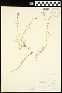 Minuartia muriculata image