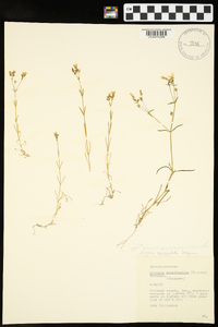 Minuartia muriculata image