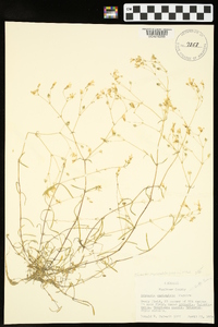 Minuartia muriculata image