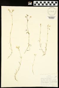 Minuartia muriculata image